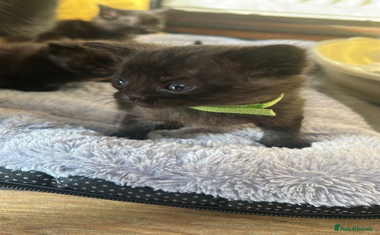 Domestic Shorthair cats Kittens for rehoming available on the 12th Dec - Advert 1