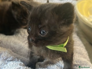 Domestic Shorthair cats for sale: Kittens for rehoming available on the 12th Dec - Advert 1