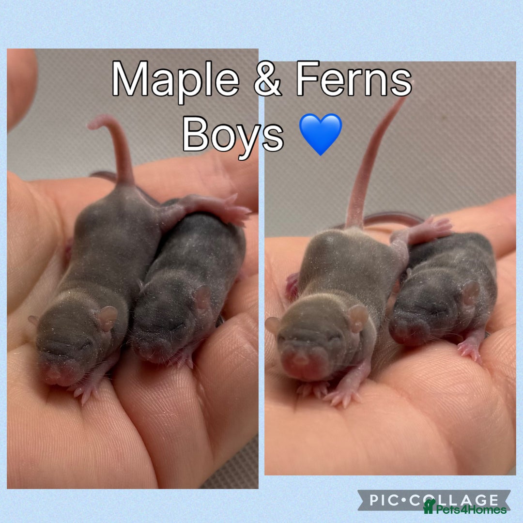 Mouse rodents for sale: Beautiful baby mice for adoption  - Image 2