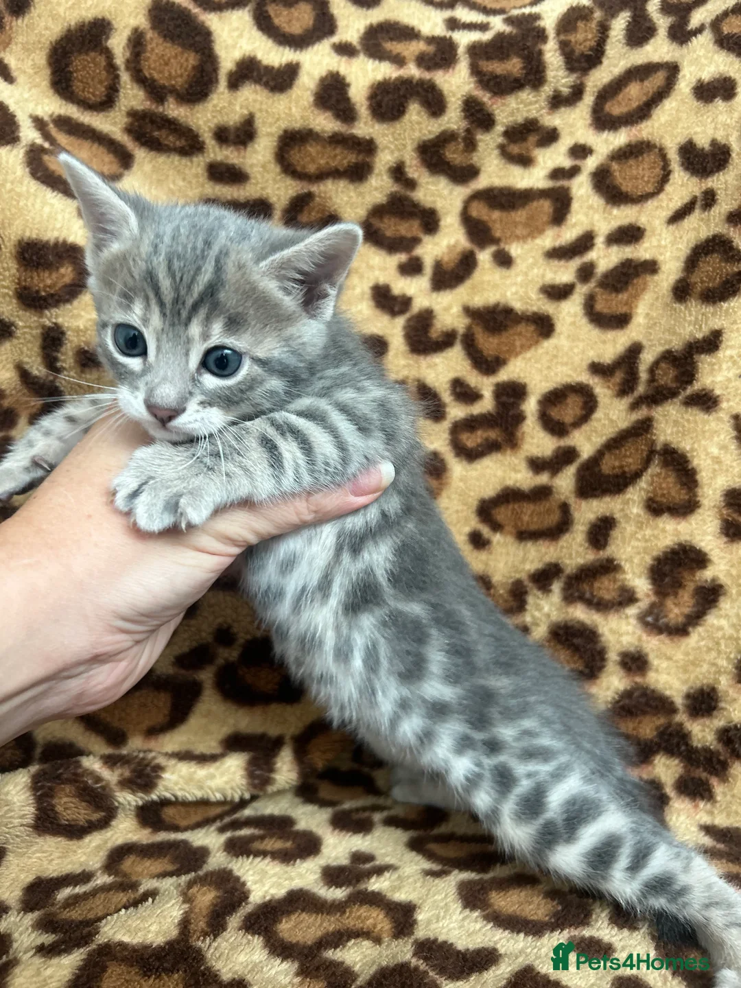 Bengal cats for sale: Beautiful Litter of Bengal Kittens - TICA Reg - Advert 39
