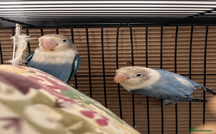 Lovebirds birds - Advert 5