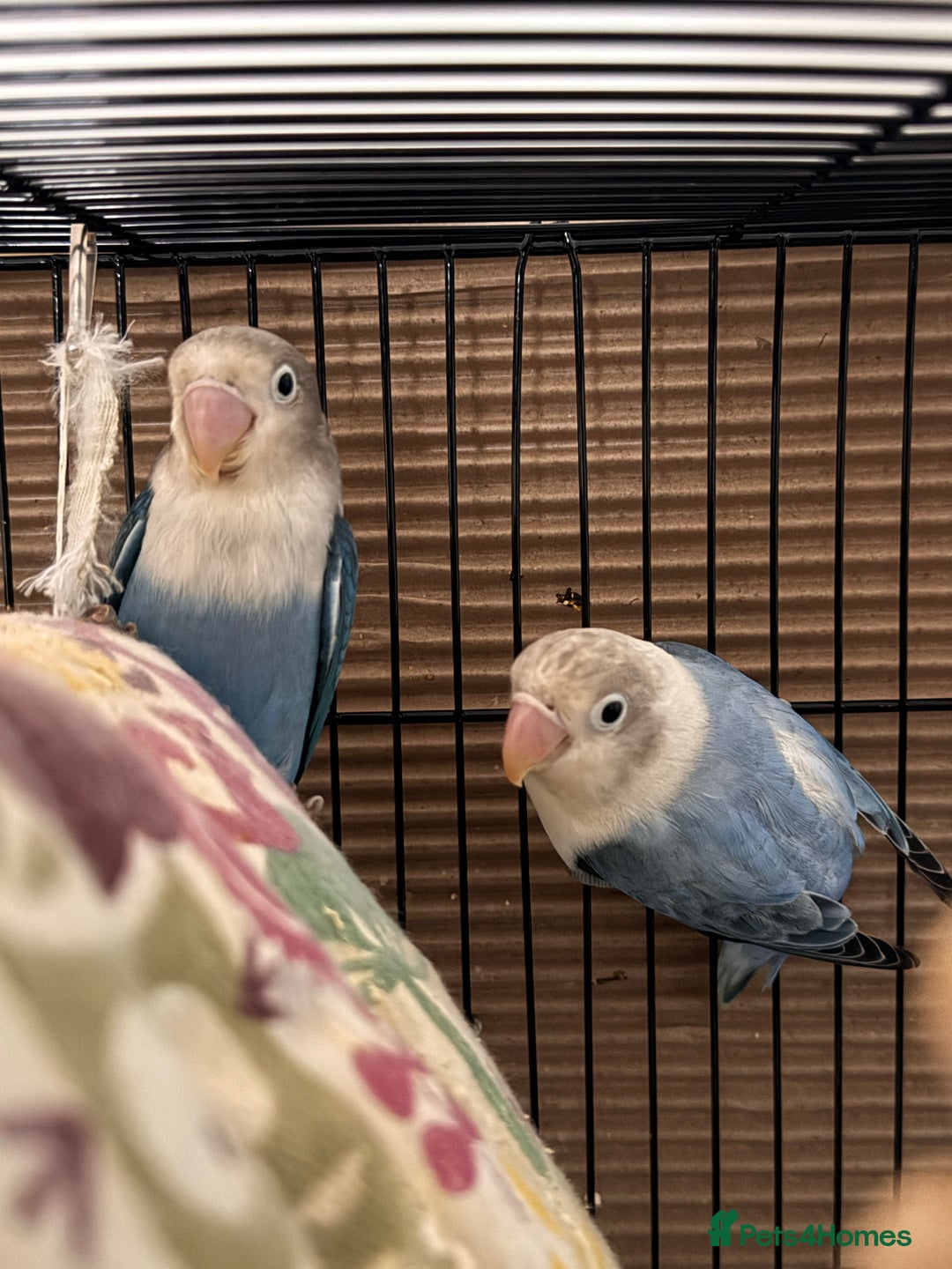 Lovebirds birds for sale: Pair of Lovebirds - Image 1
