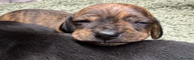 Miniature Dachshund 1