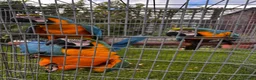 Macaws birds for sale: Baby Blue And Gold Macaws - Advert 13