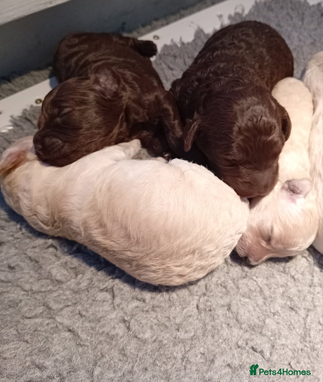 Mini Goldendoodle dogs for sale: Gorgeous Miniature Double Doodle puppies  - Advert 6