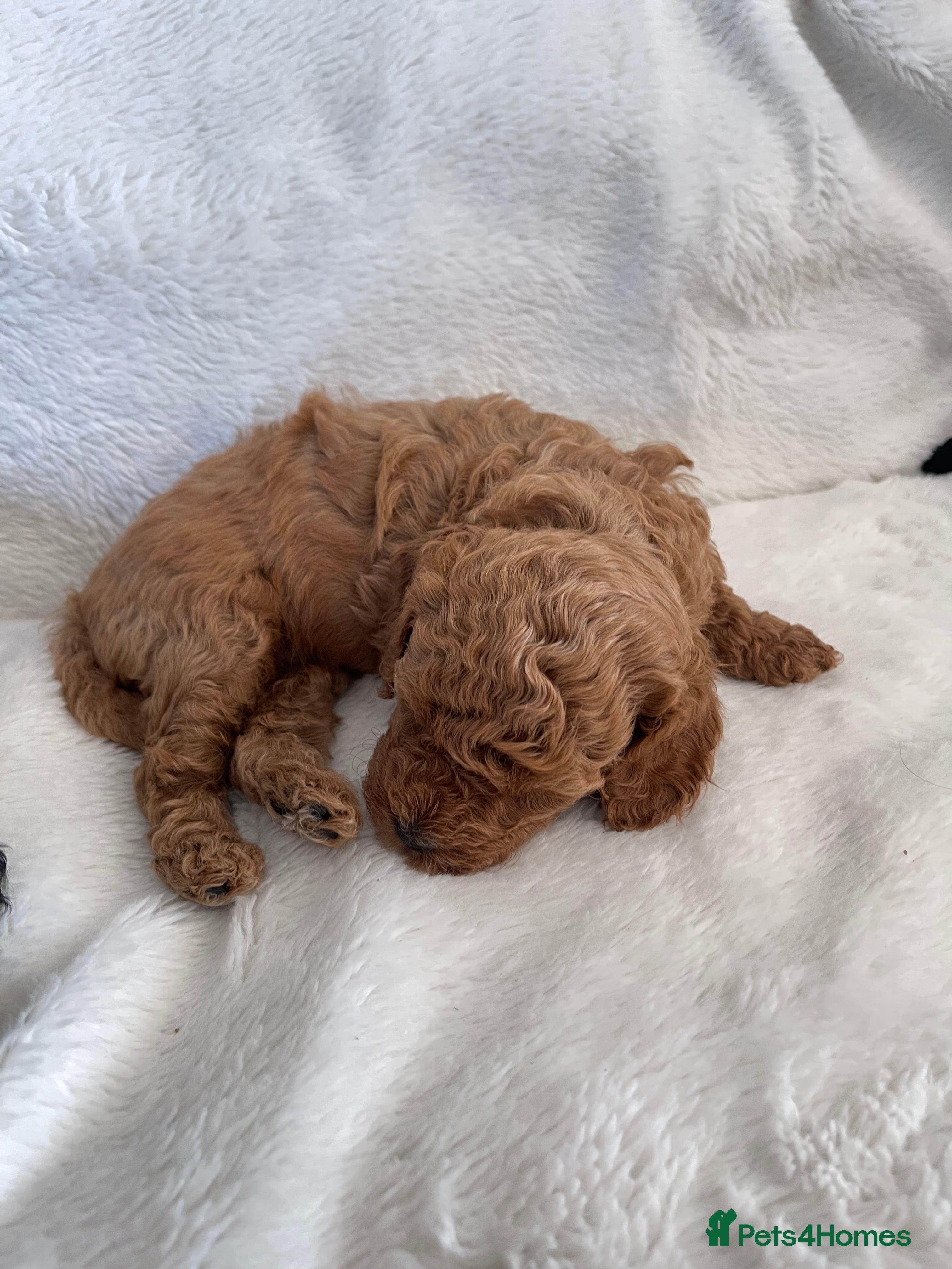 Maltipoo dogs Beautiful F1b Toy Maltipoo Puppies For Sale - Advert 2
