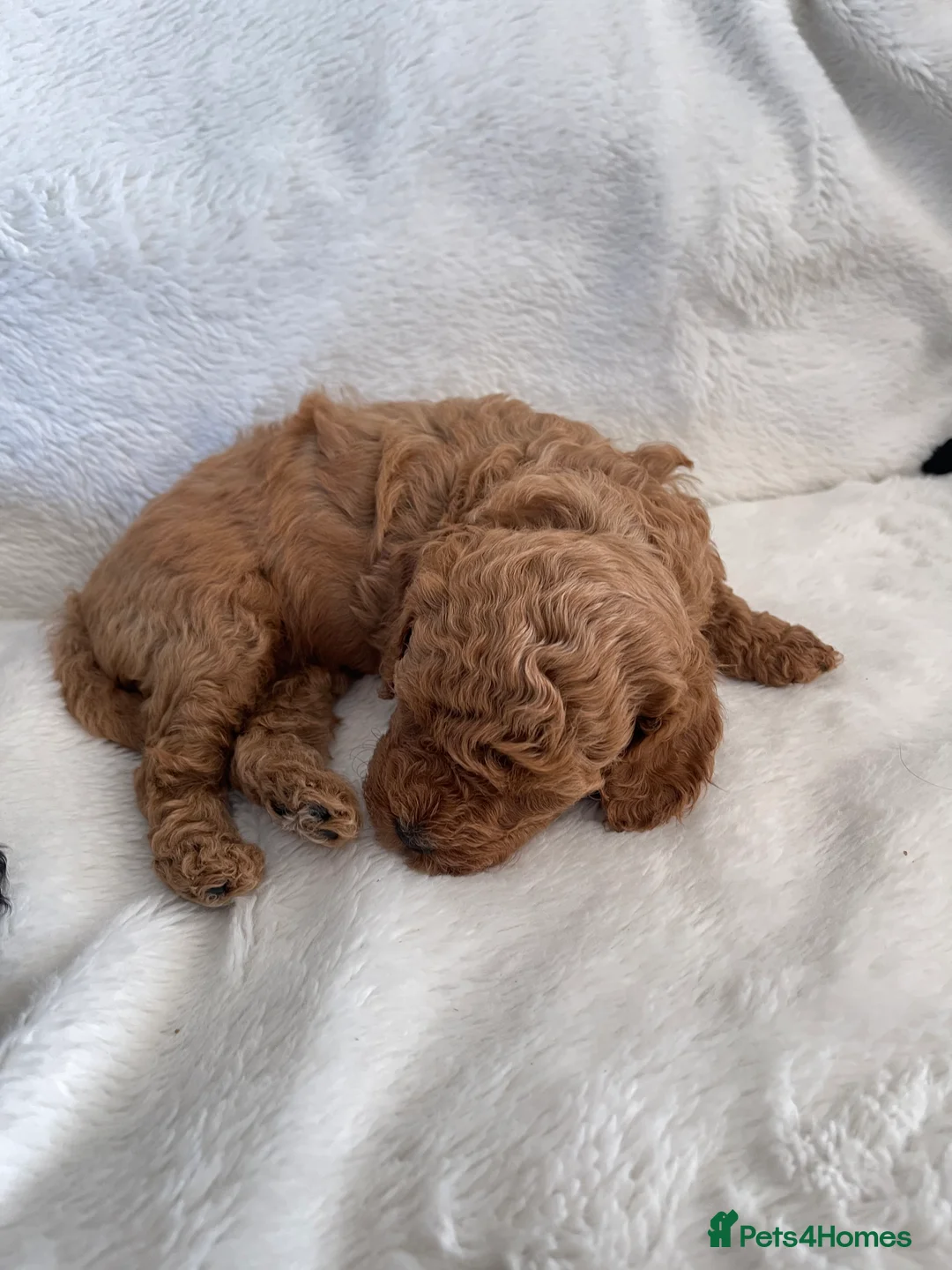 Maltipoo dogs for sale: Beautiful F1b Toy Maltipoo Puppies For Sale - Advert 2