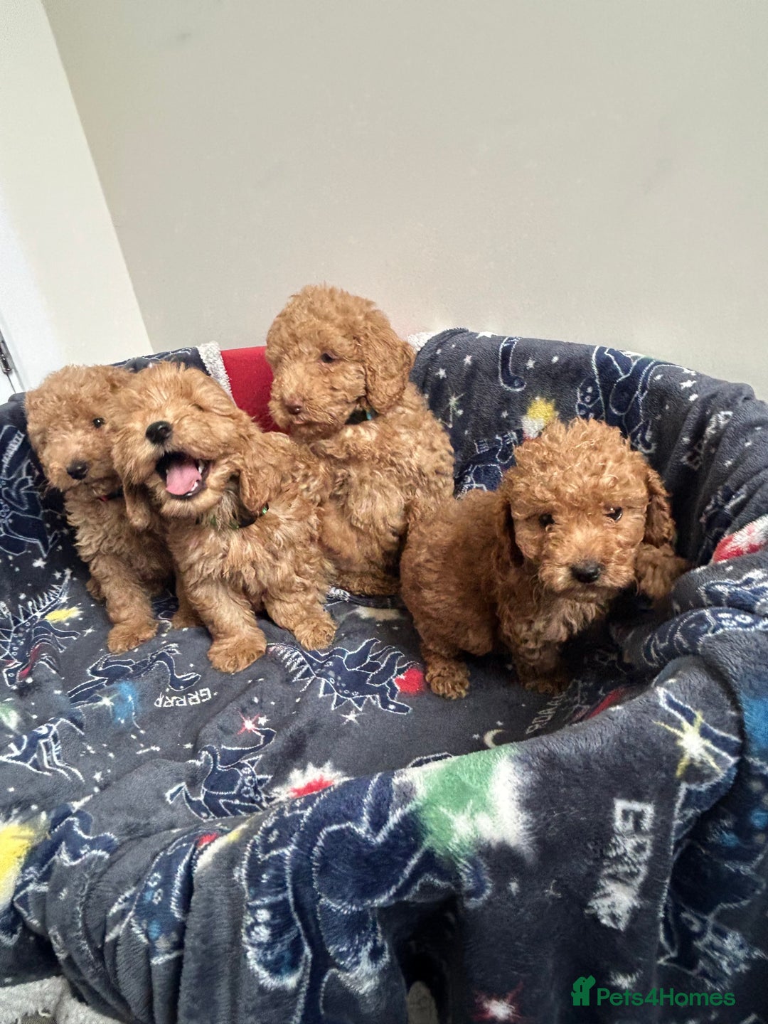 Cockapoo dogs for sale: 9 weeks old Cockapoo puppies  - Image 15