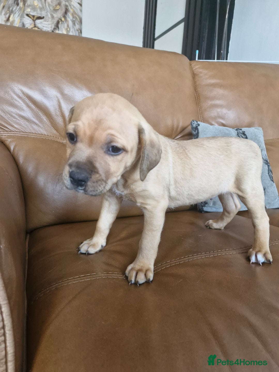 Mixed Breed dogs for sale: Staffie bullweiler puppies  - Image 6