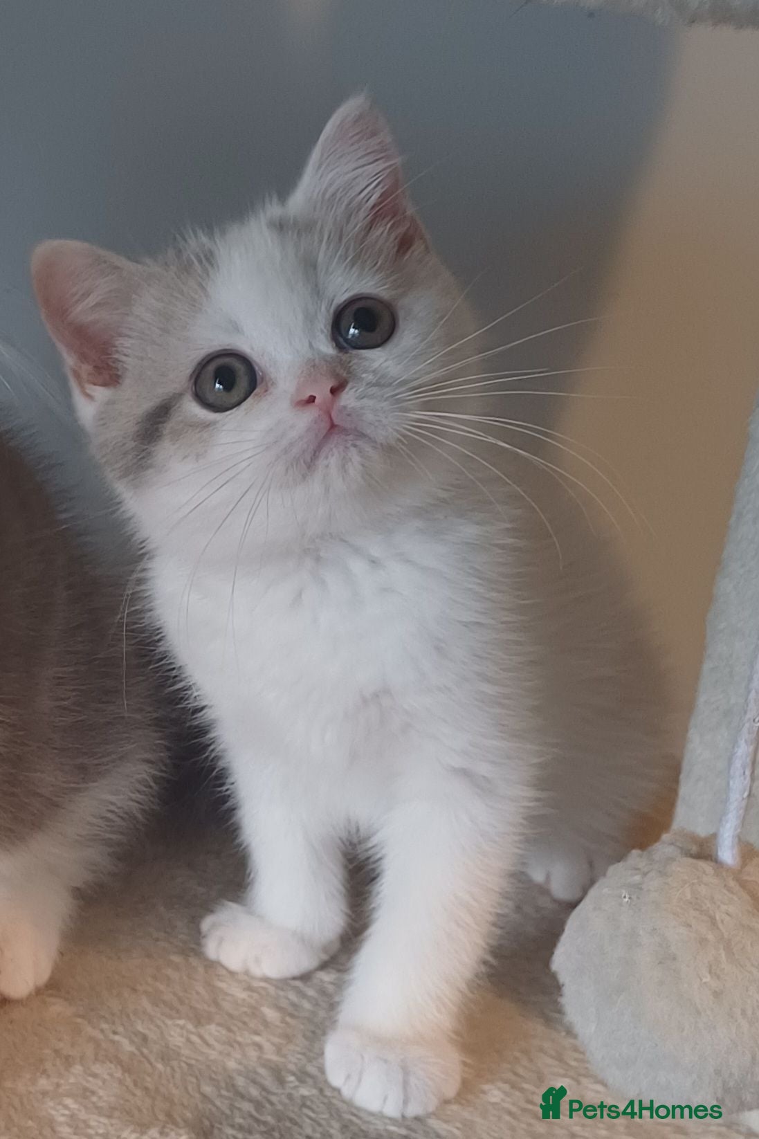 British Shorthair cats Ready to leave! 🐱 - Advert 2