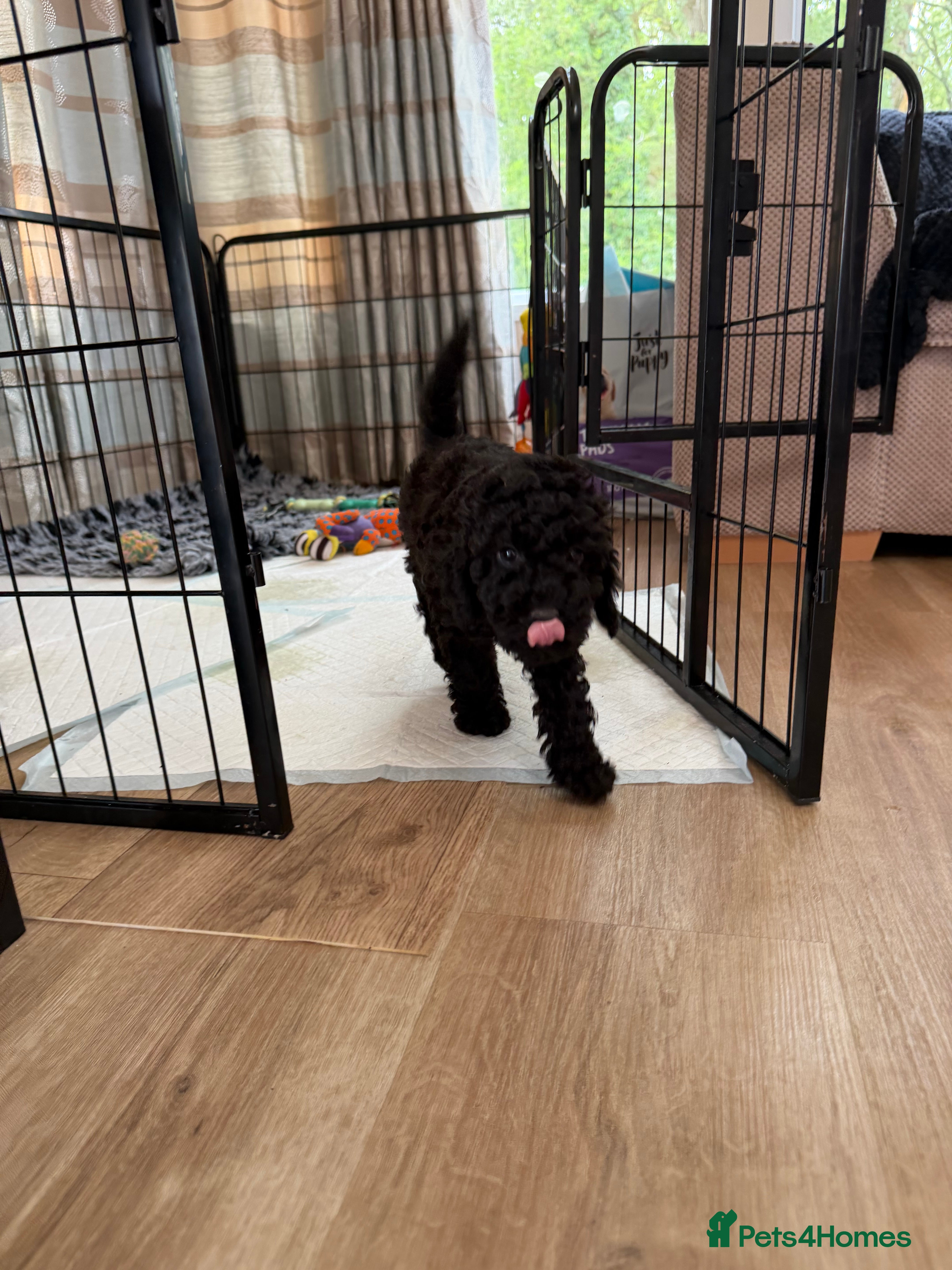 Cavapoochon dogs Mini F1b CAVAPOOCHON Puppies FORSALE  - Advert 2