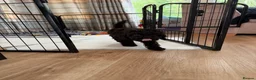 Cavapoochon dogs for sale: Mini F1b CAVAPOOCHON 1 BLACK GIRL LEFT  - Advert 7