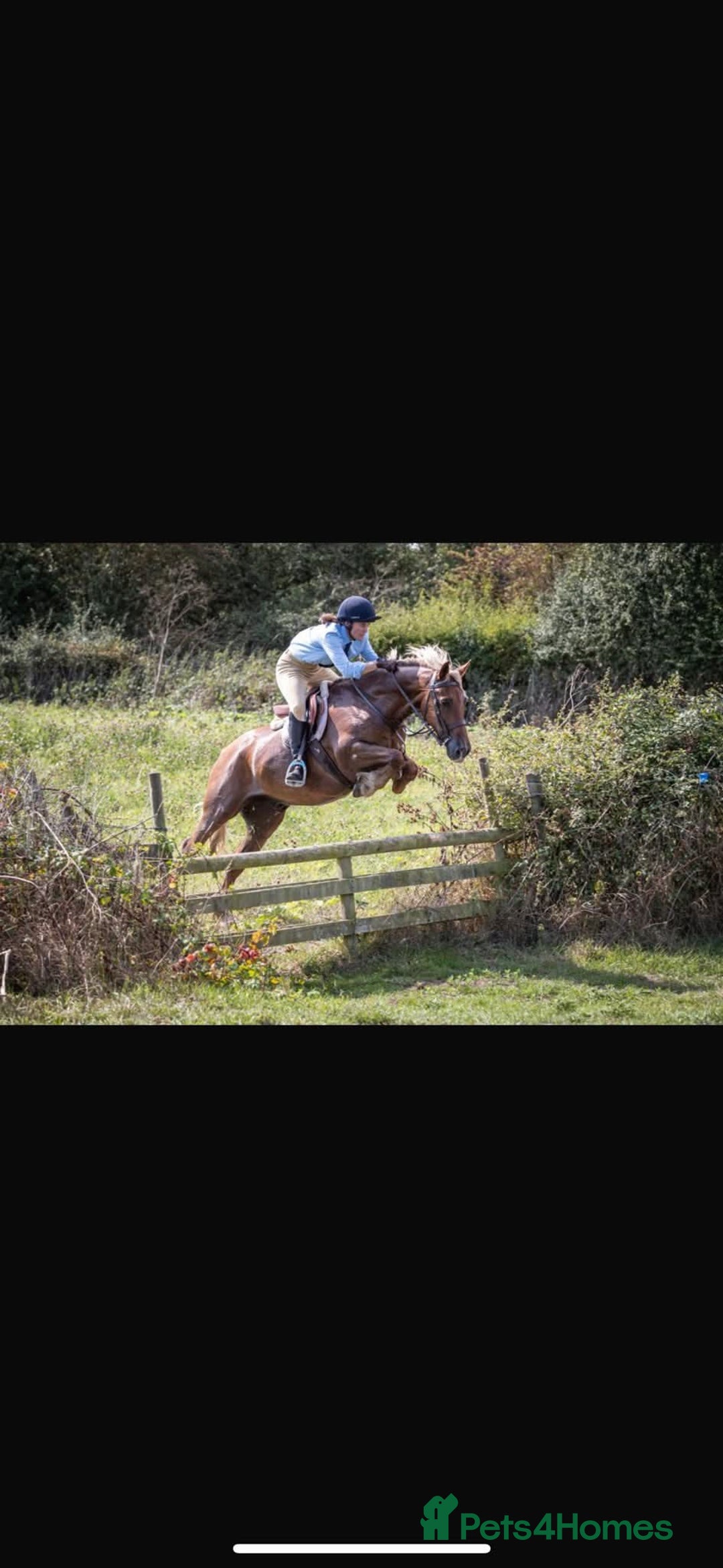Welsh Section D horses for sale: 15.2 Welsh d gelding  - Advert 2