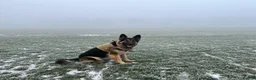 German Shepherd dogs for sale: 🐾🐶 GERMAN SHEPHERD PUPPIES FOR SALE 🐶🐾 in King's Lynn - Advert 16