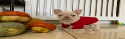 French Bulldog dogs for sale: FRENCH BULLDOGS, MERLE, ROJO, ISABELLA NEWSHADE. - Advert 15