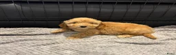 Cockapoo dogs for sale: Cockapoo Puppies Ready Now - Advert 6