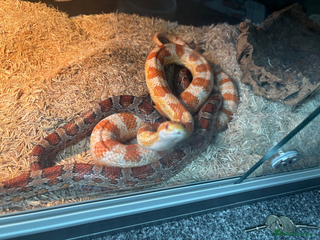 Corn Snake reptiles for sale: 2 proven breeding corn snakes - Image 1