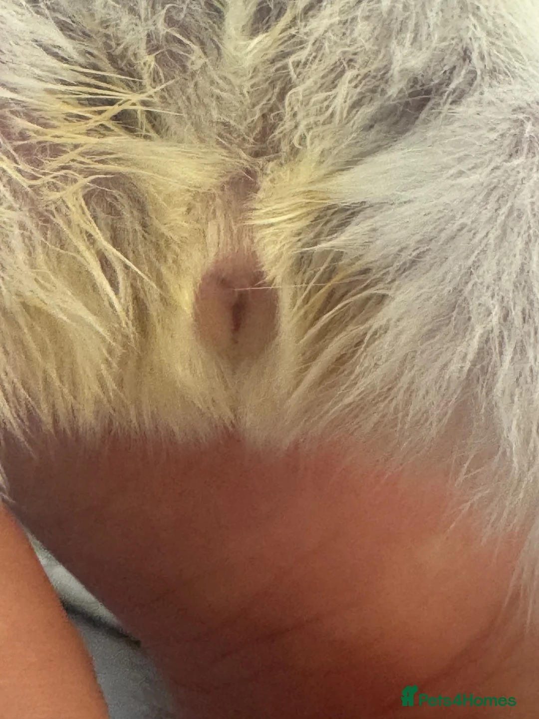 Guinea Pig rodents for sale: 2 male guinea pigs  - Advert 2