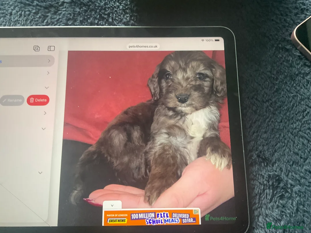 Cockapoo dogs for sale: Beautiful merle girl in Aylesbury - Advert 4