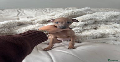 Italian Greyhound dogs - Advert 10