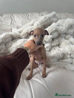 Italian Greyhound dogs - Advert 1