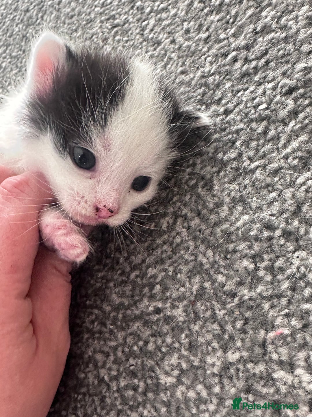 Mixed Breed cats for sale: Fluffy kittens  - Advert 9