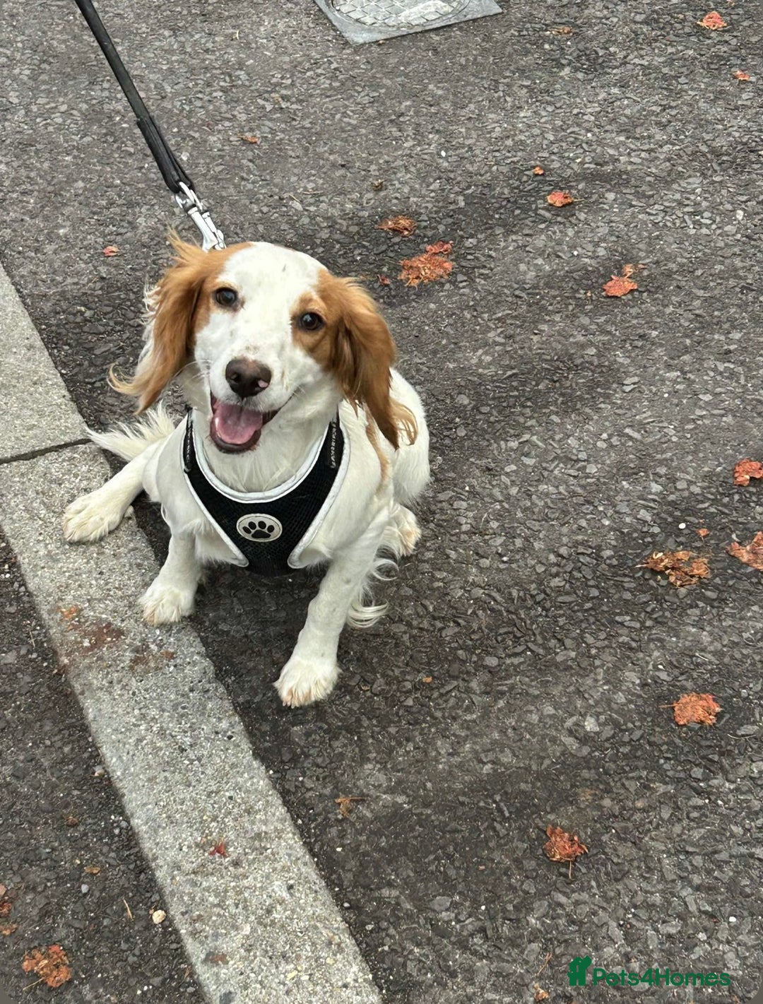 Mixed Breed dogs for sale: Puppies for sale  - Advert 3