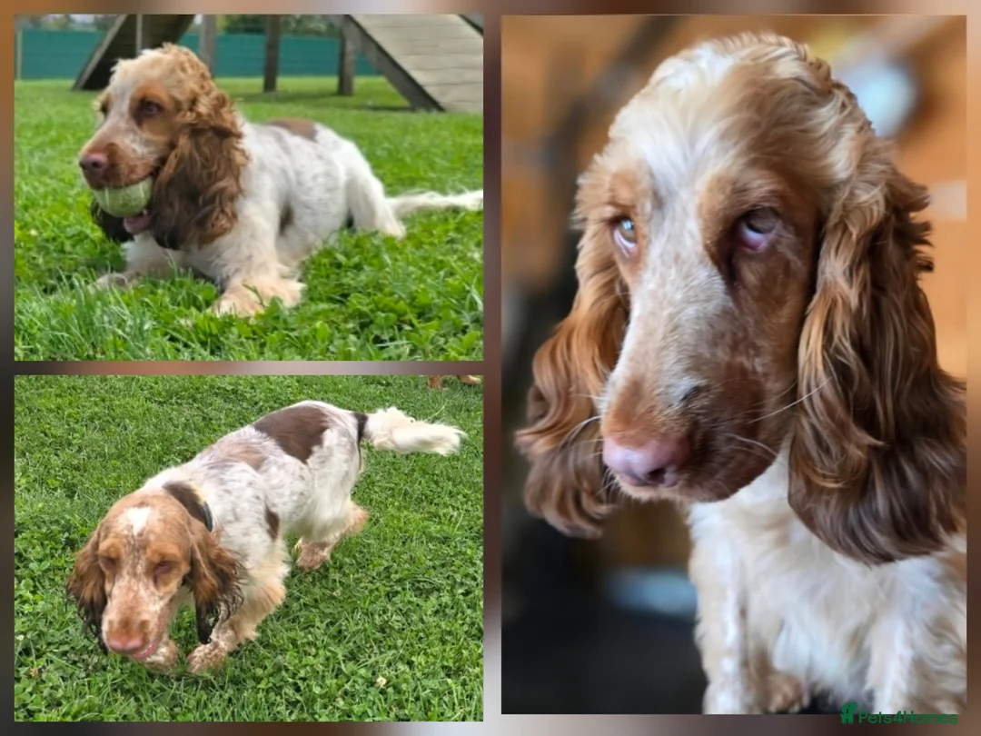 Cocker Spaniel dogs for sale: Show Cocker Spaniel Female *Rehome* Sable Roan - Advert 1