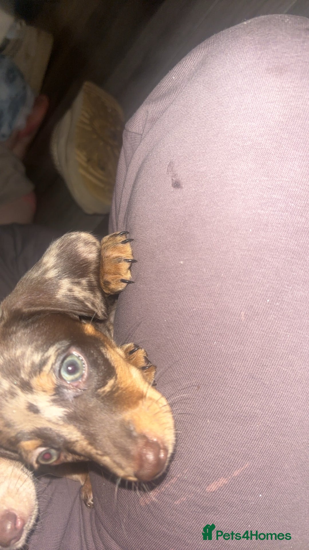 Dachshund dogs for sale: Miniature dachshund puppies for sale  - Advert 6