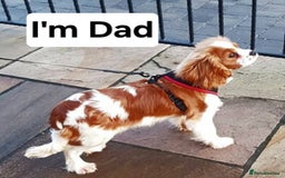 Cavalier King Charles Spaniel dogs for sale: Health tested Cavalier King Charles  - Image 31