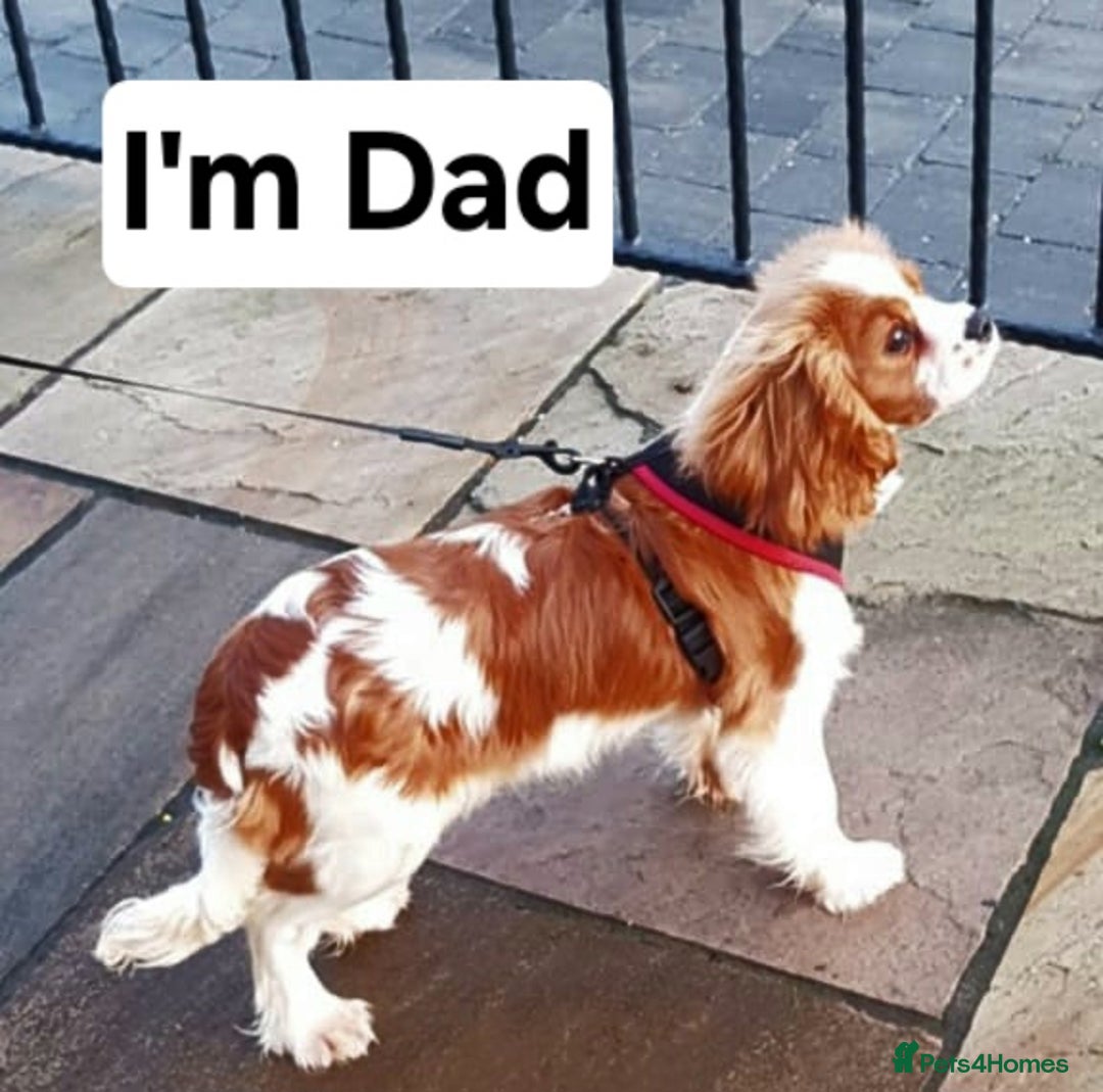 Cavalier King Charles Spaniel dogs for sale: Health tested Cavalier King Charles  - Image 31