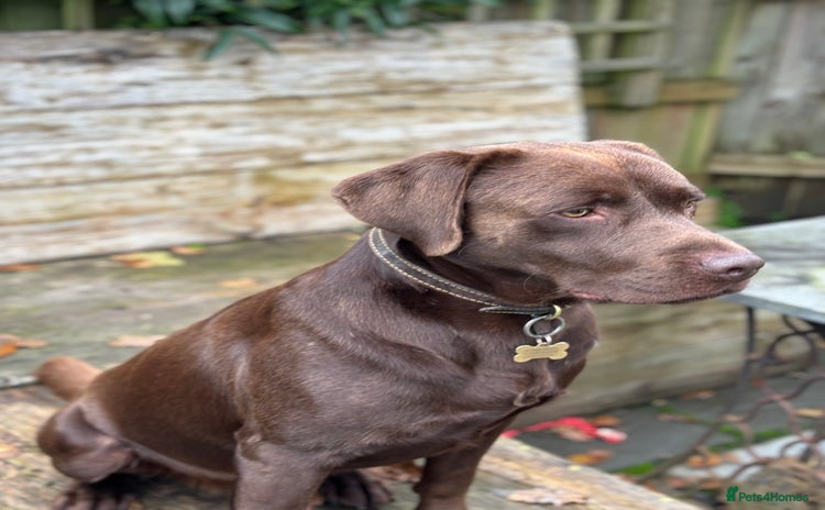 Labrador Retriever dogs - Advert 7