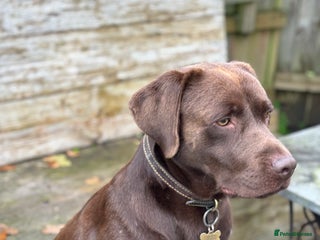 Labrador Retriever dogs - Advert 31