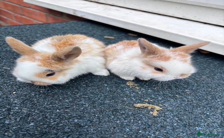 Mini Lop rabbits - Advert 10