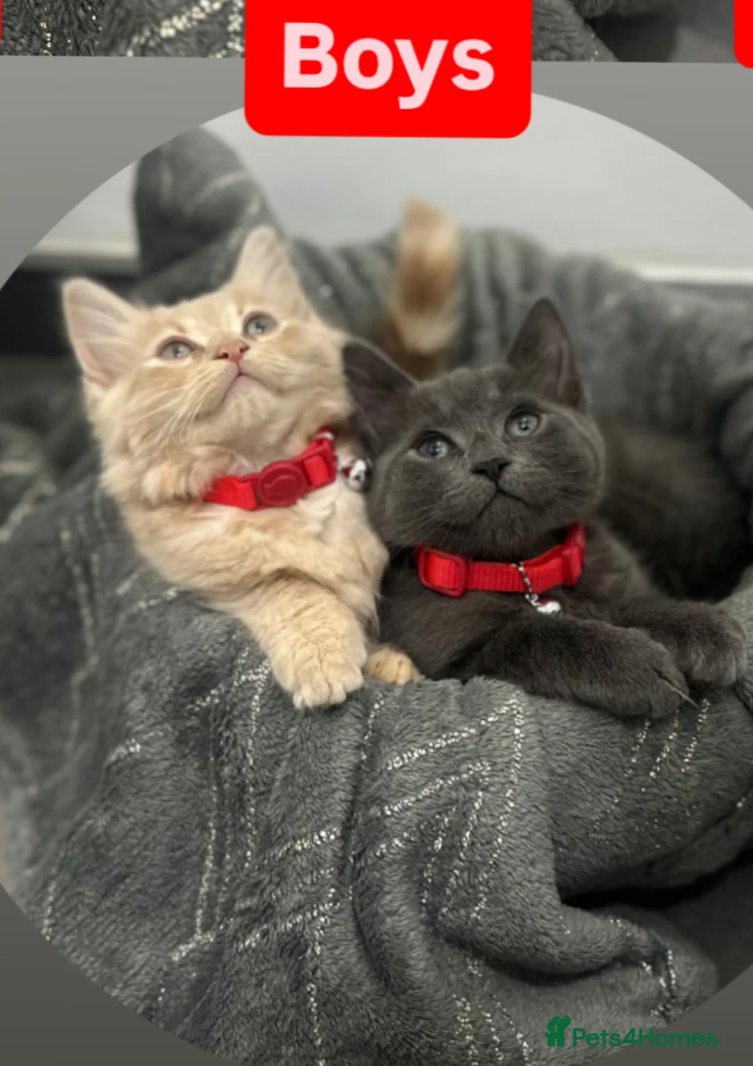 Maine Coon cats for sale: Adorable Half-Maine Coon Kittens - Advert 4