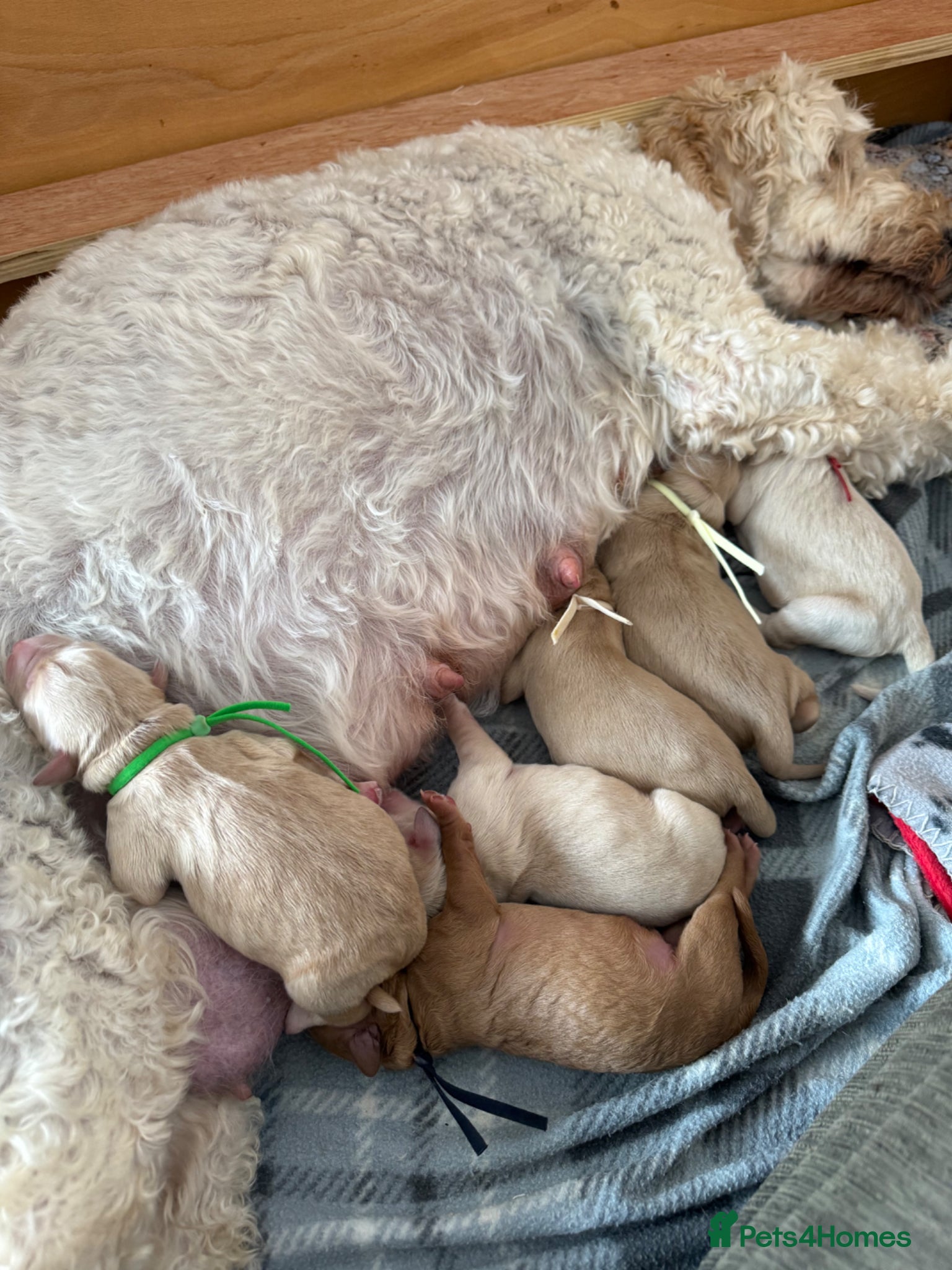 Mixed Breed dogs for sale: Multigeneration Cream/Apricot Double Doodles  - Advert 2