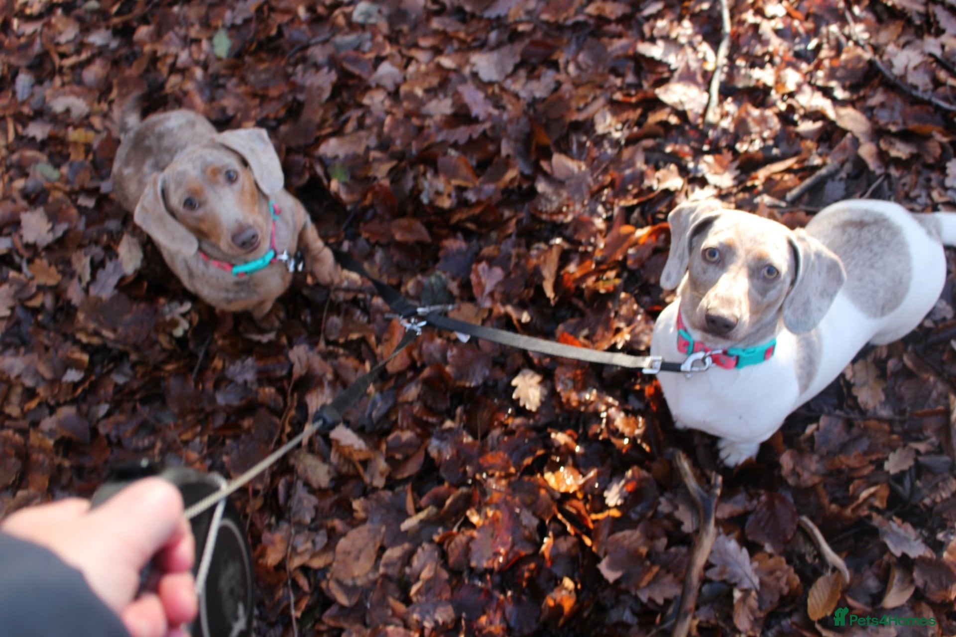 Miniature Dachshund dogs 2 miniature dachshund girls for sale dapple pieb - Advert 6