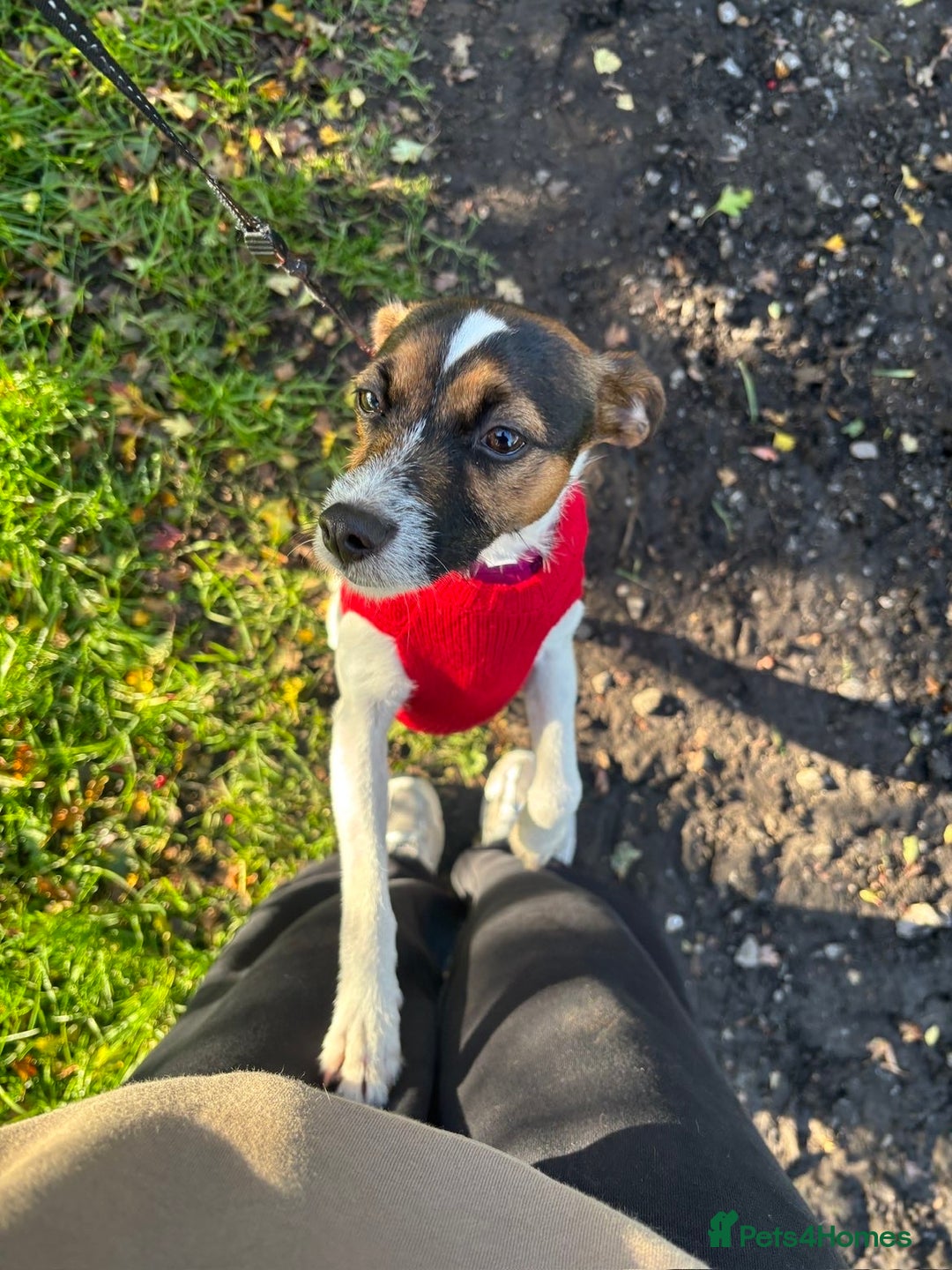 Mixed Breed dogs for sale: Patterjack dog rehome  - Advert 5