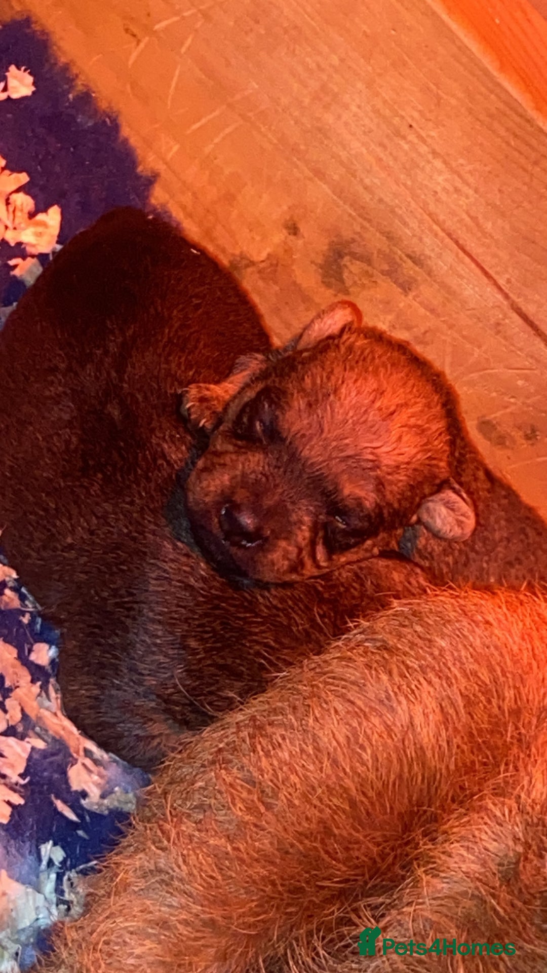 Lakeland Terrier dogs for sale: Red Working Type Lakeland Terrier Male For Sale - Advert 12