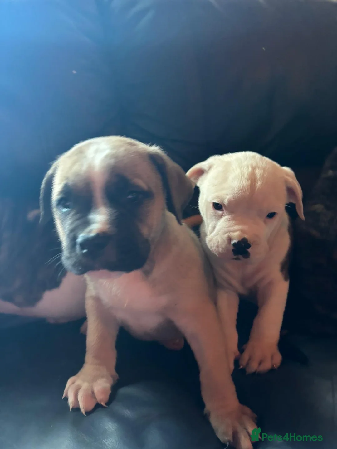 American Bulldog dogs for sale: American bulldog  - Advert 23
