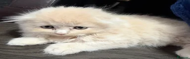 Creamy Longhair Fold boy