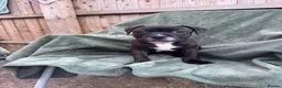 Staffordshire Bull Terrier dogs for sale: READY NOW KC Staffordshire Bull Terrier - Advert 4