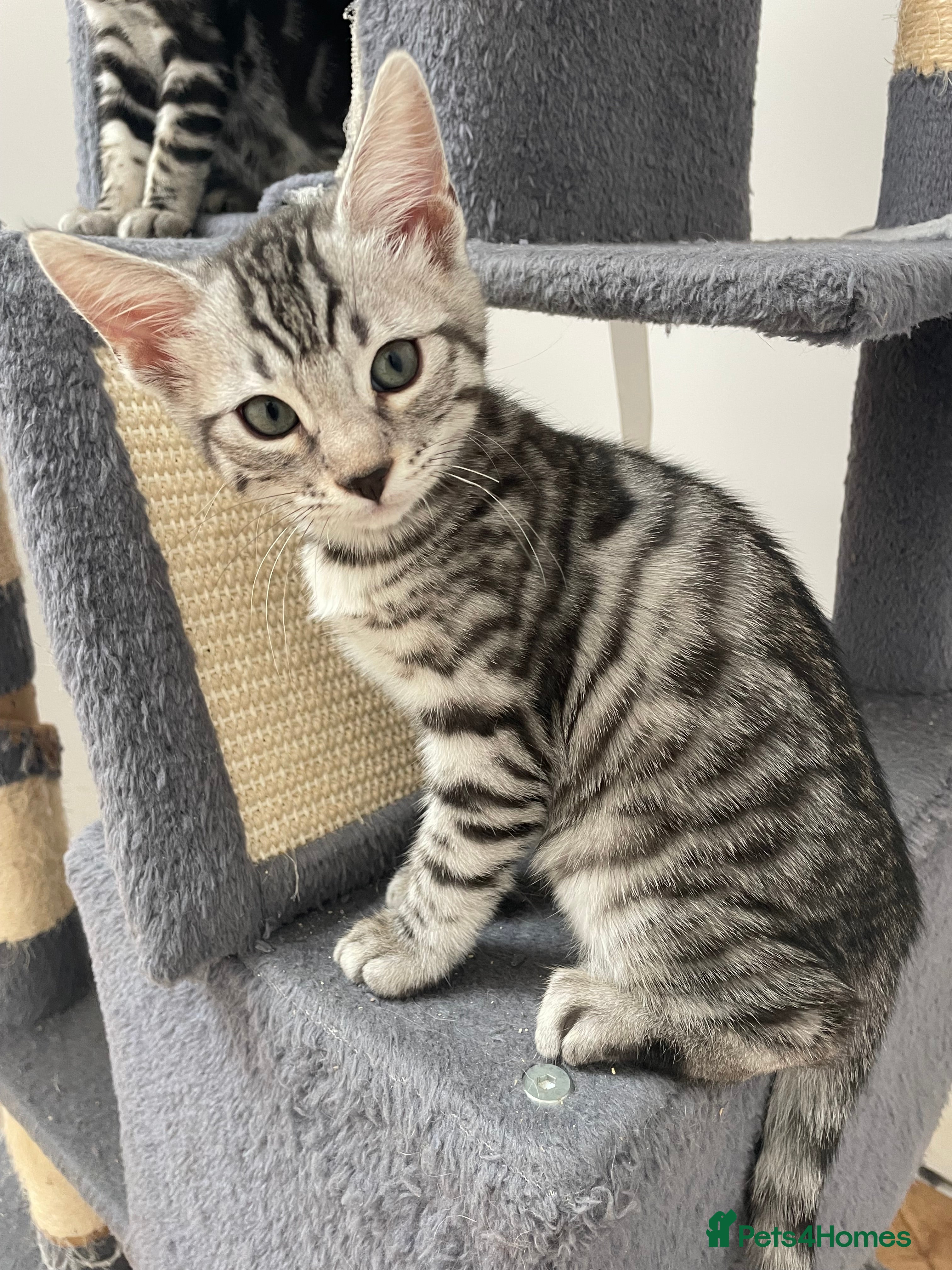 Bengal cats Bengal X Ready NOW - Advert 5