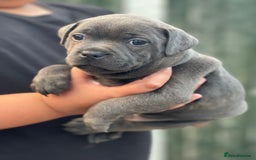 Staffordshire Bull Terrier dogs for sale: Top Quality Blue Staffordshire Bull Terriers  - Image 20