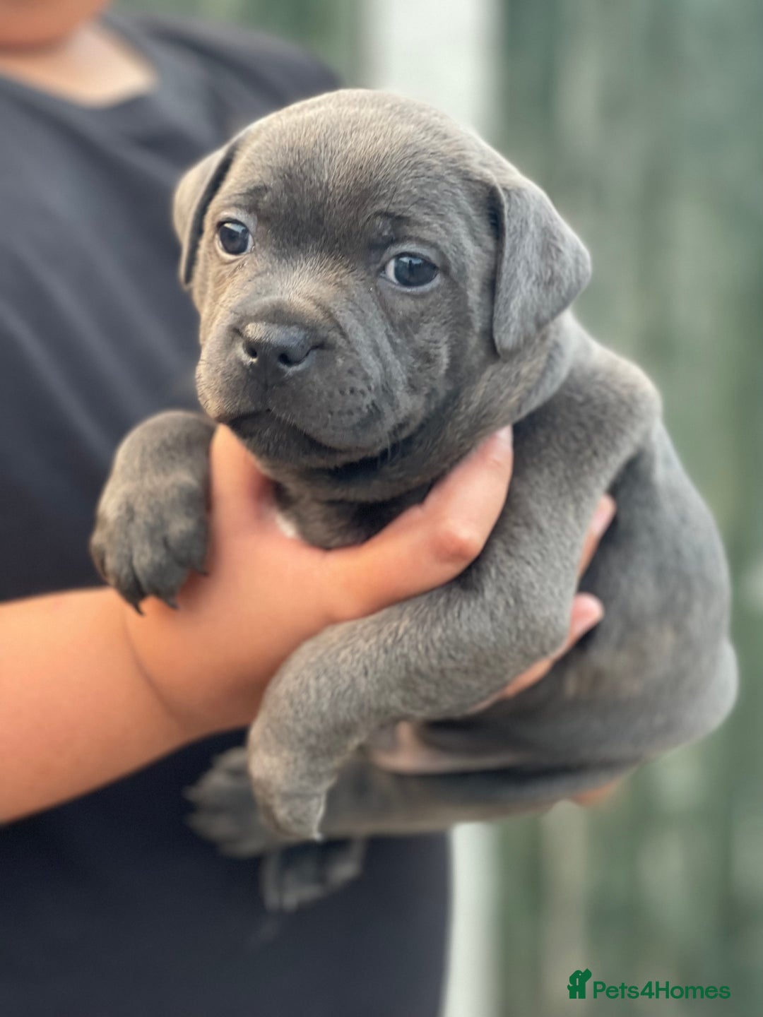Staffordshire Bull Terrier dogs for sale: Top Quality Blue Staffordshire Bull Terriers  - Image 20