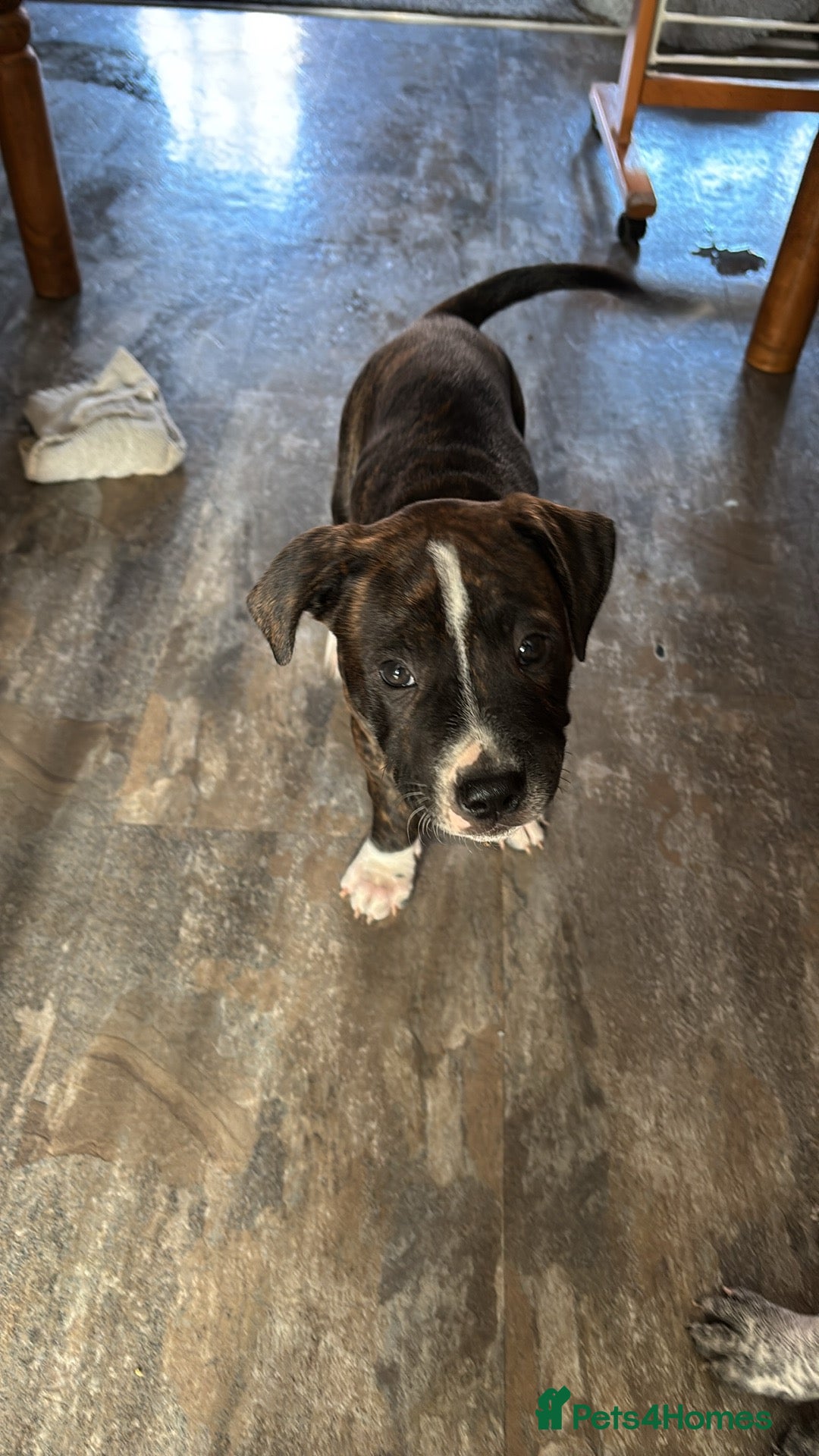 Mixed Breed dogs for sale: puppies are with mum and dad  - Image 4