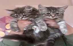 Ragdoll cats for sale: Ragdoll Cross Maine Coon Kitten  - Image 18