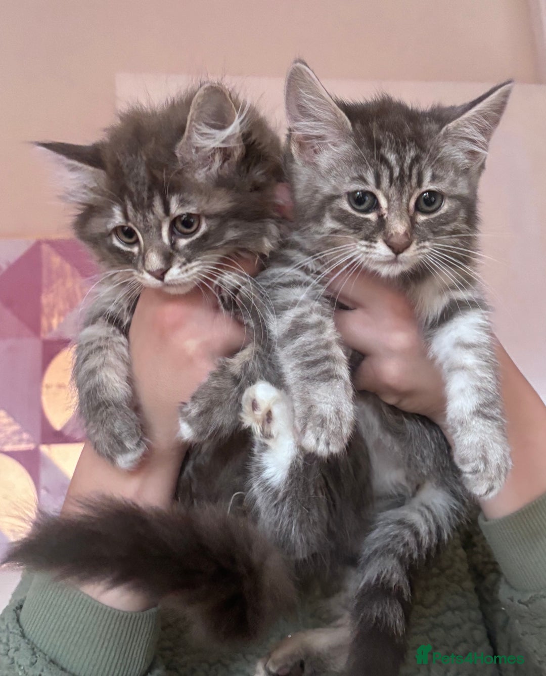 Ragdoll cats for sale: Ragdoll Cross Maine Coon Kitten  - Image 18