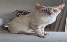 Bengal cats for stud: ❄️ Snow Bengal Stud – Ozzy ❄️ - Image 3