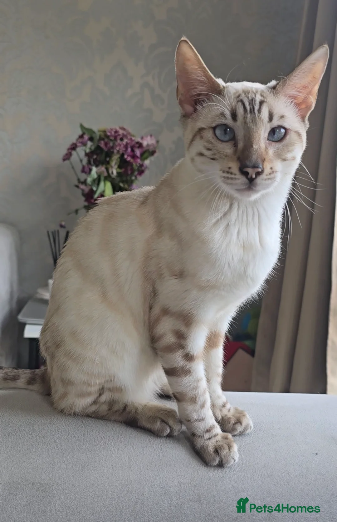 Bengal cats for stud: ❄️ Snow Bengal Stud – Ozzy ❄️ - Advert 5
